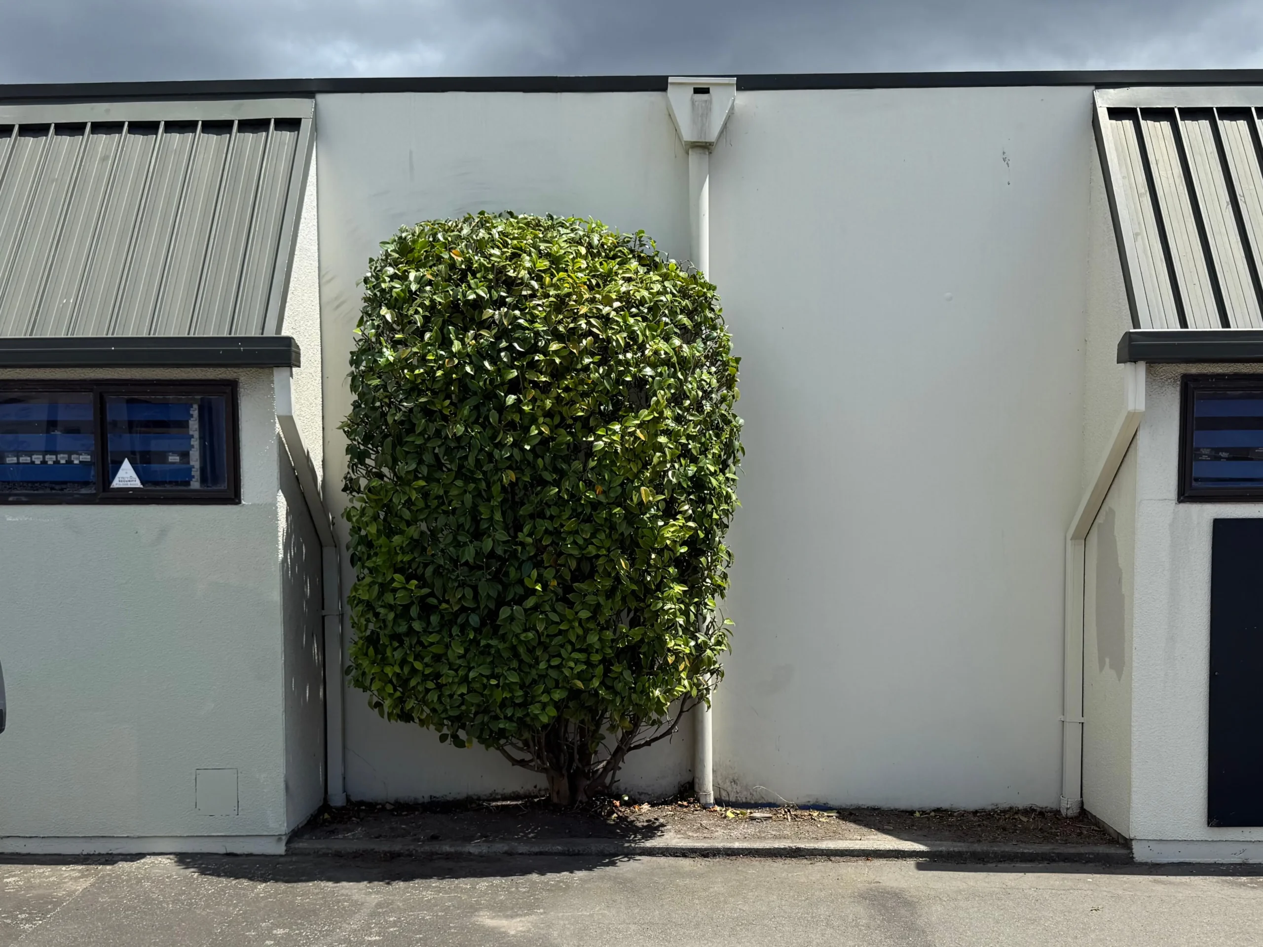 After: hedge and garden bed