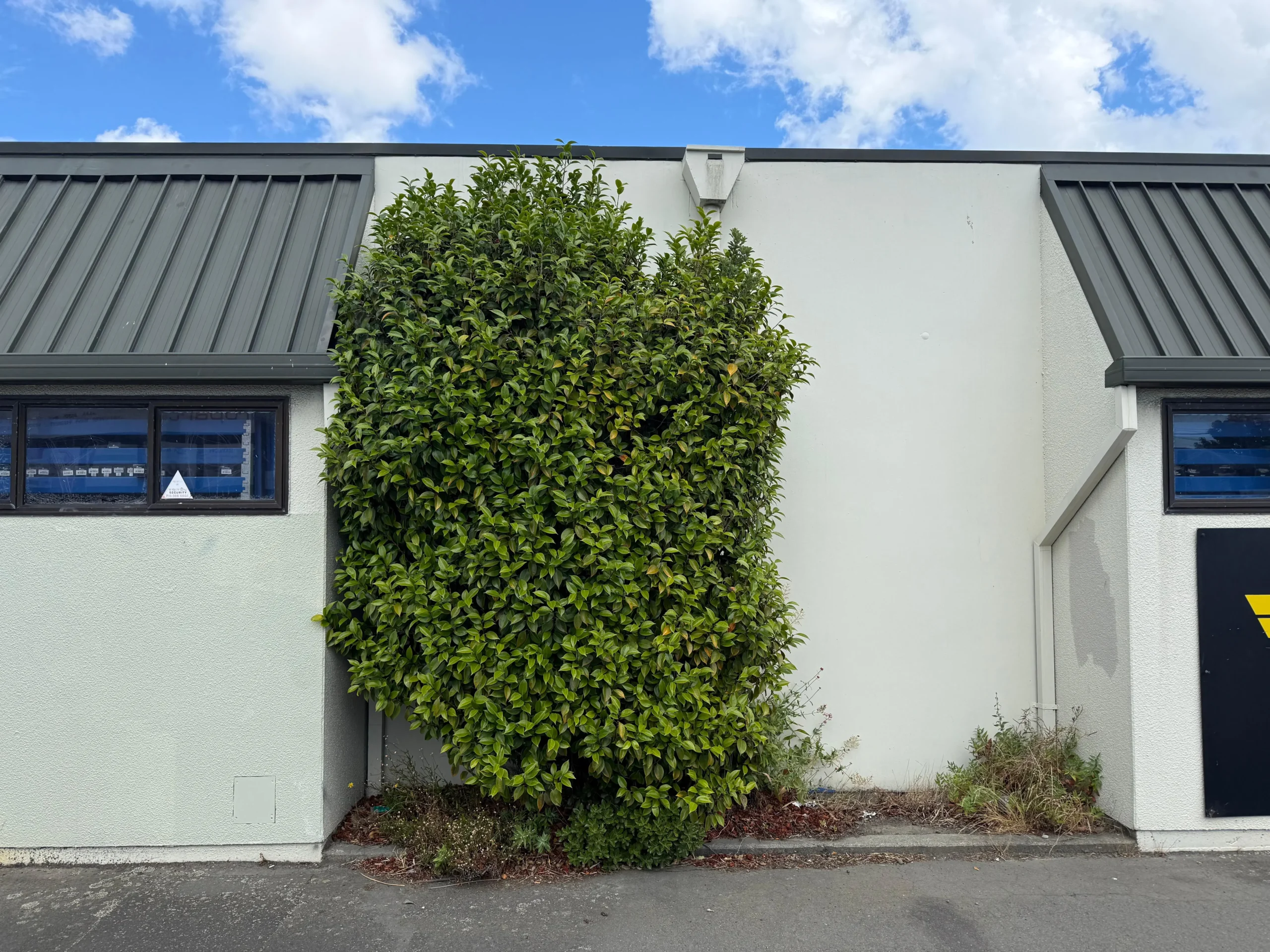 Before: hedge and garden bed